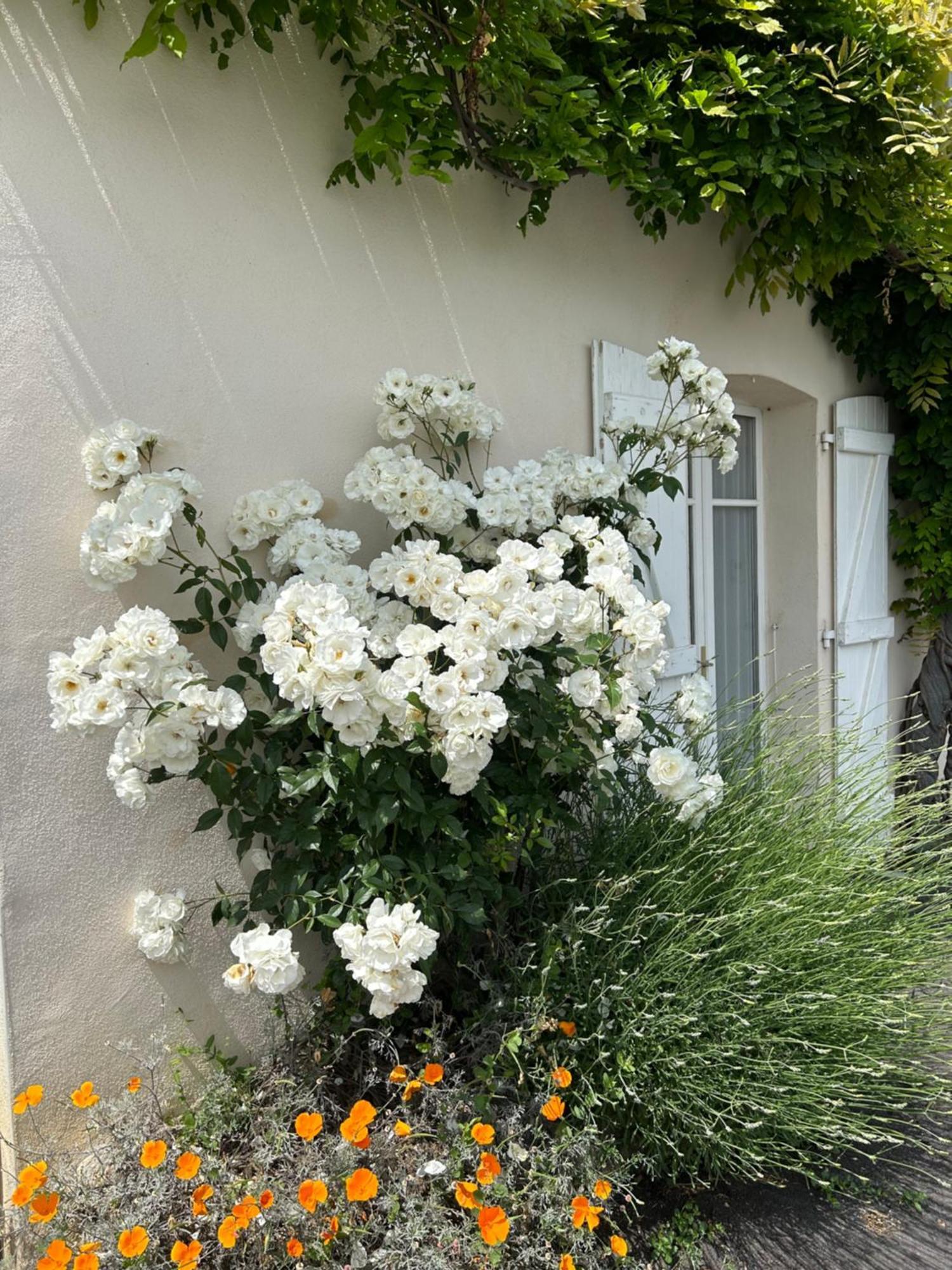 La Glycine B&B Sainte-Colombe  Exterior photo